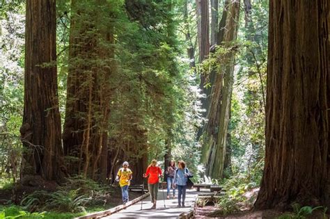 Muir Woods Main Trail - Golden Gate National Recreation Area (U.S. National Park Service)