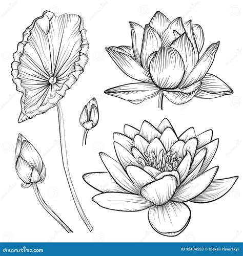 Lotus Water Lily Waterlily Vector Beautiful Flower Colorful Pink Stock