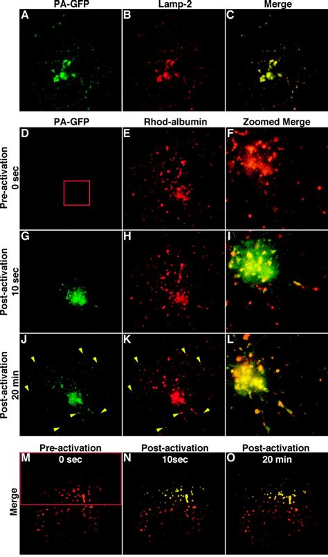 A Photoactivatable Gfp For Selective Photolabeling Of Proteins And