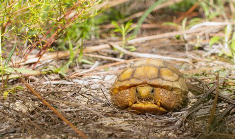 Hatchling Wild Florida Gopher Tortoise Gopherus Polyphemus In Habitat