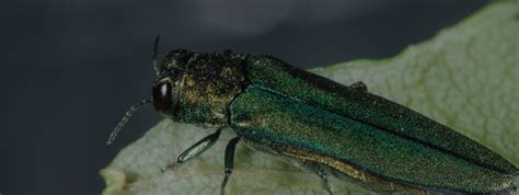 Emerald Ash Borer — New Brunswick Invasive Species Council