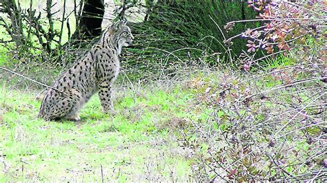 Se elevan a 12 los linces muertos en el entorno de Doñana tras dos