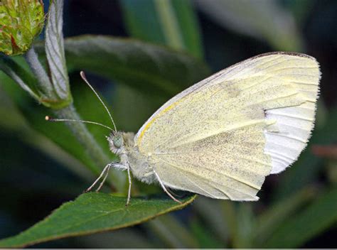 Cabbage Moths How To Keep Them Away From The Vegie Patch Gardening