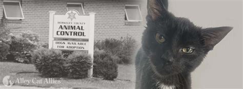 Alley Cat Allies Wins FOIA Battle To Protect Cats In Berkeley County