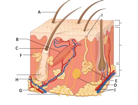 Integumentary System Labeling Diagram Quizlet