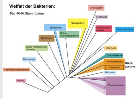 Gram Positive Bakterien Karteikarten Quizlet