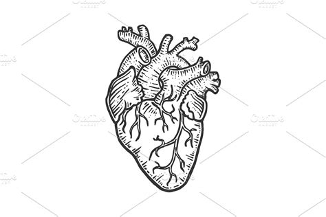 Human Heart Sketch Engraving Vector Creative Daddy