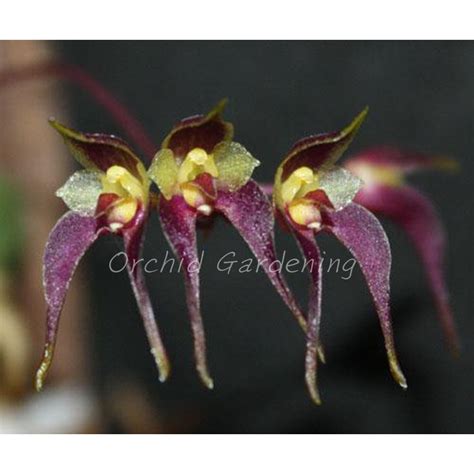 Bulbophyllum Orchid No Flowers Shopee Malaysia