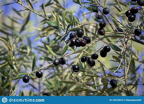 Olive Tree Branch Loaded With Ripe Black Olives Stock Image Image Of