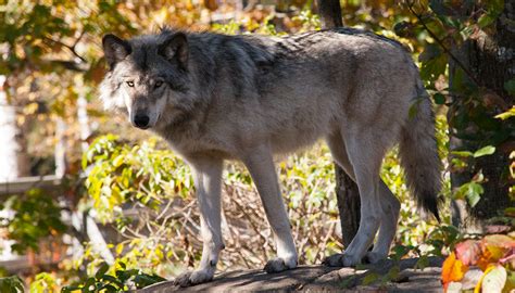 Parc Omega - Montebello tickets | Quebec Attractions