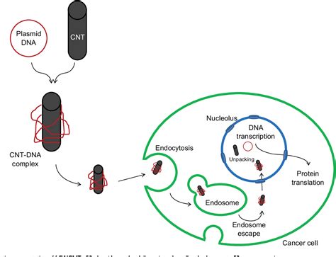 Figure 1 From International Journal Of Nanomedicine Dovepress