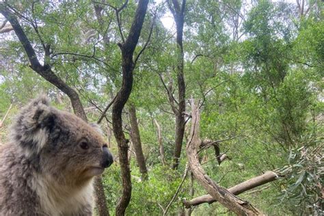 Phillip Island Koala Conservation Reserve - Atlas Obscura