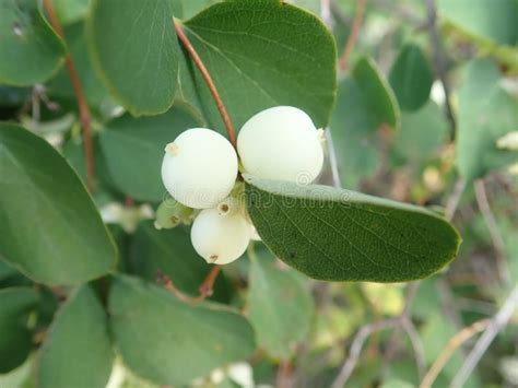 White Berry On A Green Bush Branch Stock Photo Image Of Tree Zoom