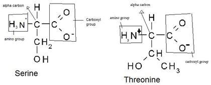 Solved Question:Draw two amino acids-note the amino group, | Chegg.com 