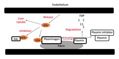 How Does Tissue Plasminogen Activator Work – Pediaa.Com