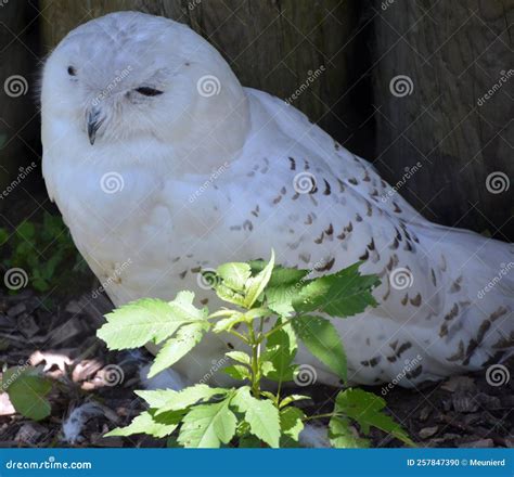 Snowy Owl Bubo Scandiacus is a Large, White Owl of the Typical Owl ...