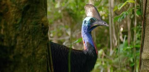 Why Are Cassowaries Dangerous They Re One Of The Most Harmful Birds