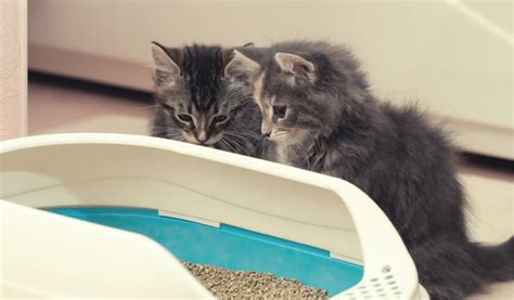 Cat Litter Types Which Is Right For Your Cat And You Zoetis Petcare