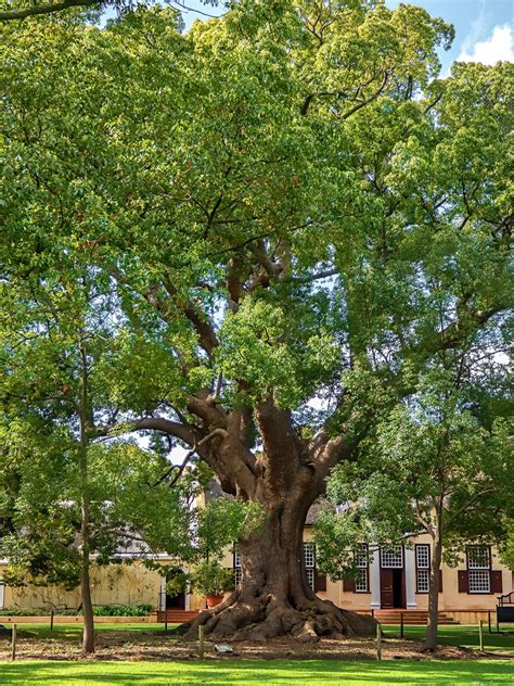 Another Camphor Tree By Diana · 365 Project