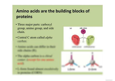 SOLUTION Amino Acid Complete Detailed Notes In English Language