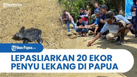 Bbksda Papua Bersama Kelompok Marekisi Nung Lepas Ke Habitat Ekor