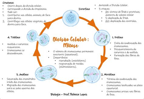 Mapas Mentais Sobre Divis O Celular Study Maps