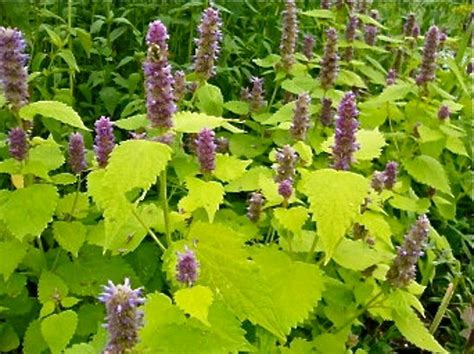 Agastache Foeniculum Golden Jubilee Seeds Anise Hyssop