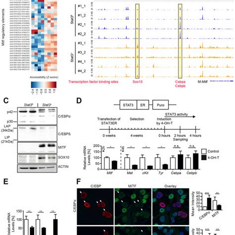 Human Patients With Stat Low Cebpa Low Cebpb Low And Mitf High