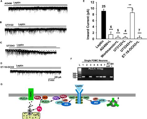 The Leptin Response Requires Jak2 Pi3 Kinase And Plcγ Activation A D