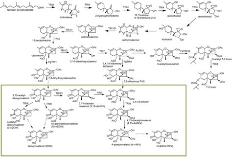 Proposed Biosynthetic Pathway Of Trichothecene In Fusarium Genes