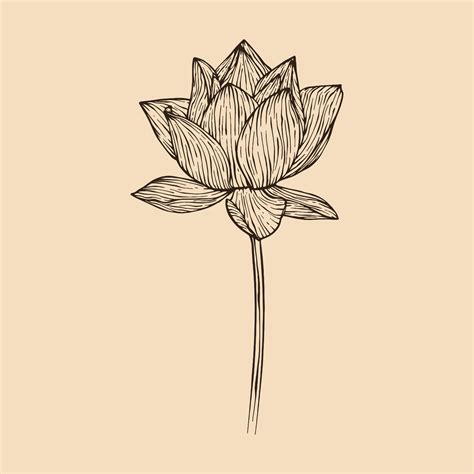 Lotus flower vector illustration with line art 20548261 Vector Art at ...