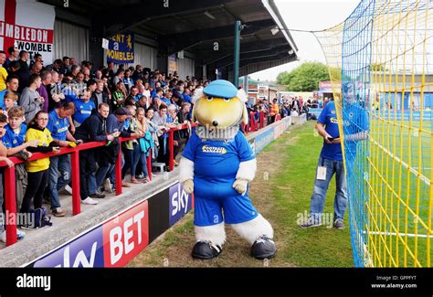 Afc Wimbledon Mascot Hi Res Stock Photography And Images Alamy