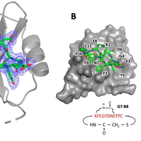 Structure Of The G B Peptide Bound To The Grb Sh Domain Compared To