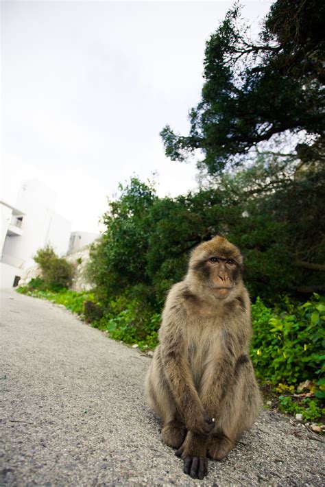 Monkey Gibraltar Animals Piotr Suchowski Photoblog