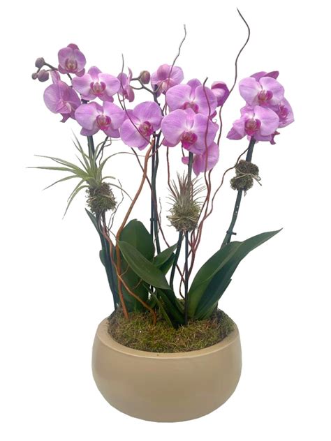 Compra online orquídeas en vaso de cristal redondo gastos envío incluidos