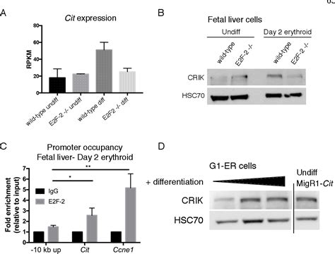 Figure From Novel Roles Of The E F Transcription Factor And