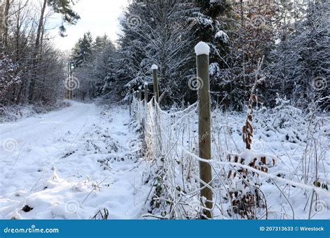 Fence In A Snowy Forest On An Early Frosty Morning Stock Image Image