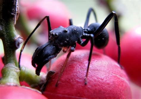 Ant Mimicking Jumping Spider Toxeus Maxillosus Bali Wildlife