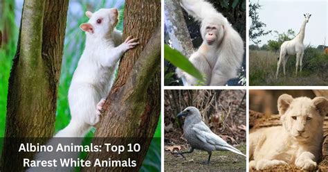 Albino Animals Top 10 Rarest White Animals