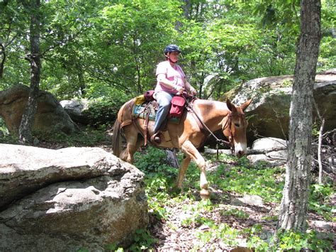 St.Clair Red Mule Farm -Mule & Donkey Adventures: Spring Uwharrie Mule Ride!