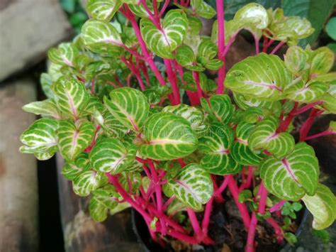 Una Planta Muy Bella Que Tiene Tallos Rojos Que Crecen En Racimos Para