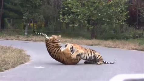 狮子打架猛，还是老虎打架凶？，谁是百兽之王一目了然腾讯视频