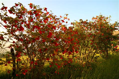 Ptimavera Flores De Primavera En Goiuria Eitb Eus Flickr