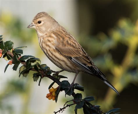 Common Linnet By Julian Keeble Birdguides