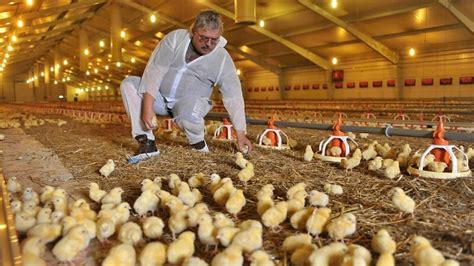 Vogelgrippe droht nächste Pandemie SWR Wissen