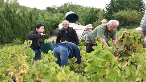 Vendanges Les Dates De Ban Sont Officielles En Beaujolais Le