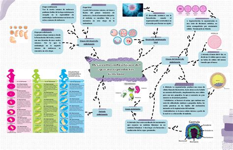 Mapa Conceptual Del Desarrollo Embrionario Porn Sex Picture