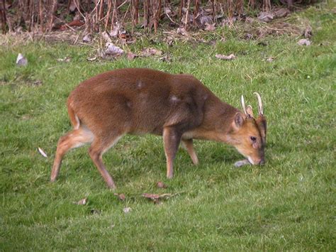 Bob Hazell On Twitter Sightings STWDraycote This A M Long Tailed