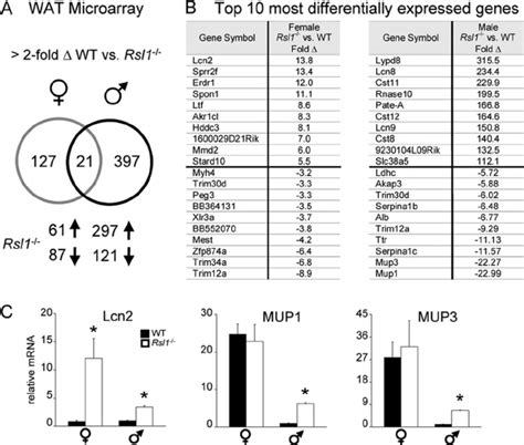 Genomewide Identification Of Rsl1 Sensitive Genes In Wat A Venn