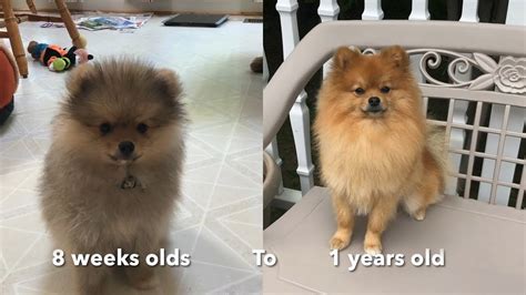 Watch my pomeranian puppy Growth 8 weeks to 3 YEARS OLD DOG - YouTube